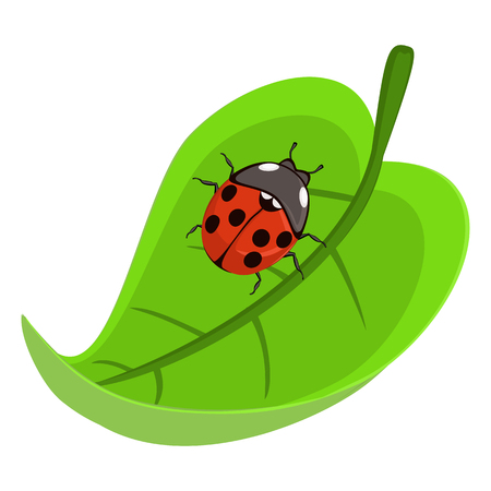 Ladybirdのイラスト素材