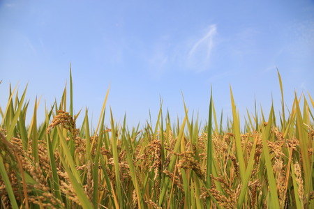 Rice paddy fieldの写真素材