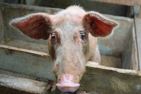 Sad pig face in pigsty at rural farmの写真素材