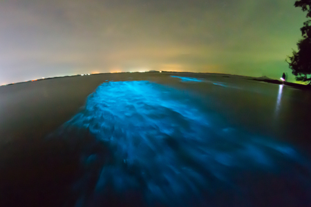Bioluminescent plankton. Glowing wave with long exposure.の写真素材