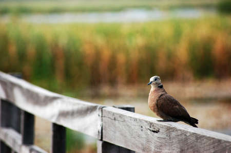 dove on the bridgeの写真素材