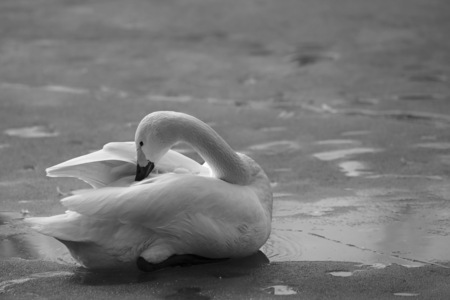 Close up to a swanの写真素材