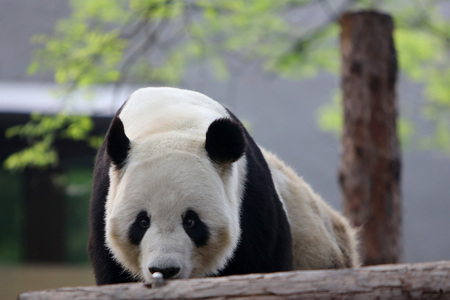 Cute pandaの写真素材