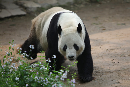Cute pandaの写真素材
