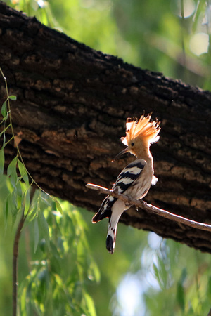 Hoopoe birds in the wild.の写真素材