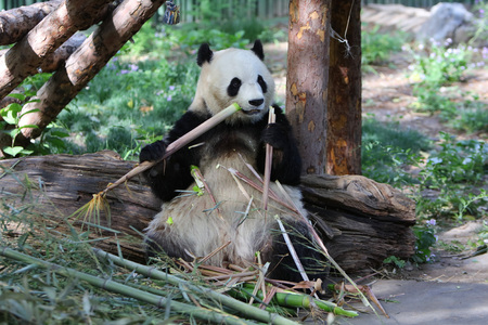 The giant panda in the Beijing Zoo.の写真素材