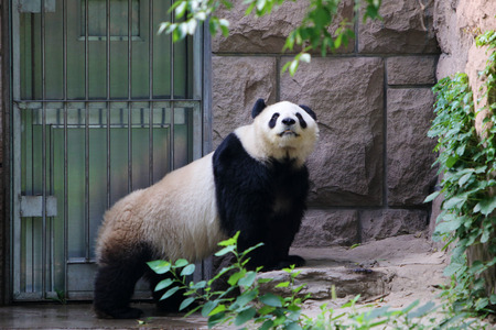 Giant panda in Beijing Zooの写真素材