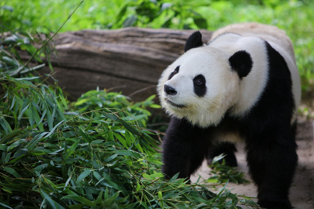 Giant panda in Beijing Zooの写真素材