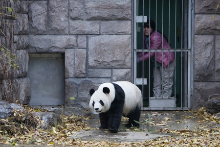 pandaのeditorial素材