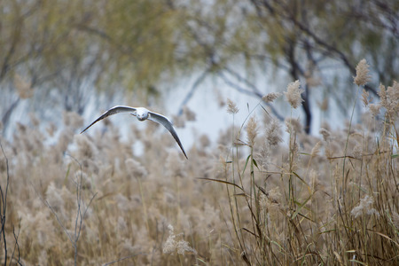seagullの写真素材