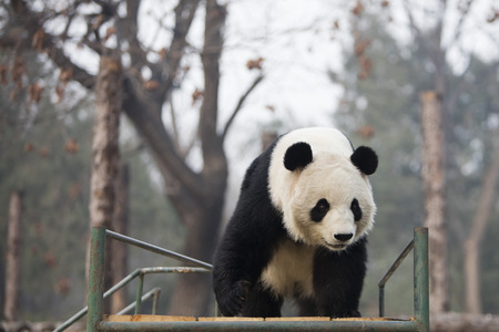 Pandaの写真素材