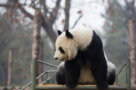 Pandaの写真素材
