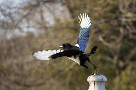 Magpieの写真素材