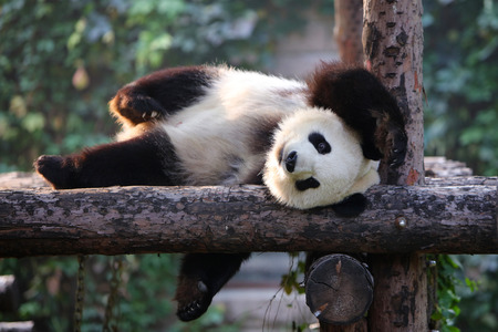 pandaの素材 [FY31067518429] | ストックフォトの Qlean Market（キュ