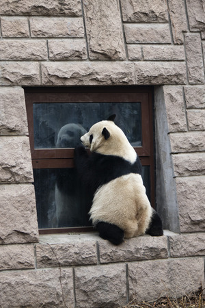 pandaのeditorial素材