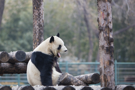 pandaの写真素材
