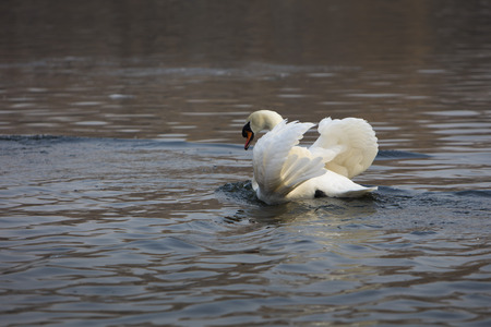swanの写真素材