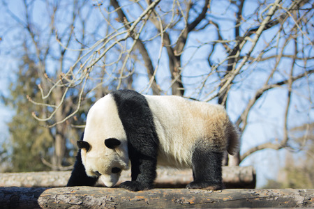 pandaの写真素材