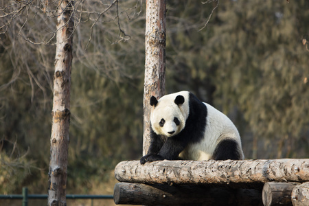 pandaの写真素材