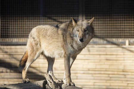 Wolf at Beijing Zooのeditorial素材