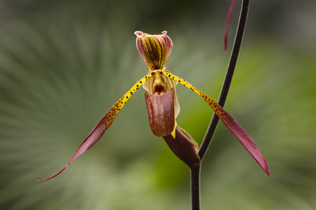 orchidの写真素材