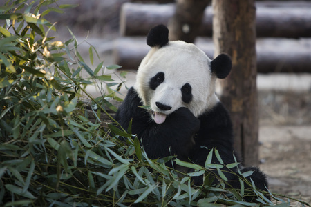 pandaの写真素材