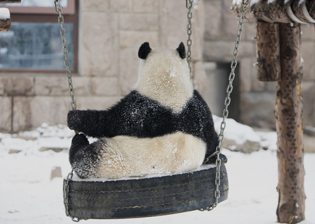 pandaの写真素材