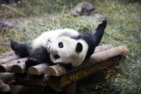 pandaの写真素材