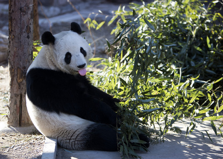 pandaの写真素材