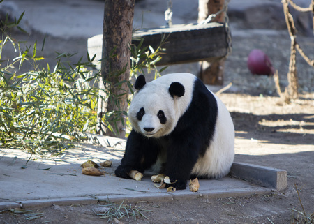pandaの写真素材