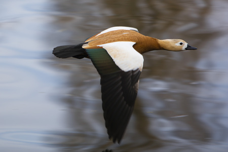Ruddy Shelduck