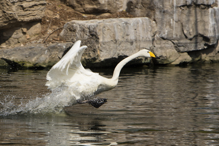 swanの写真素材