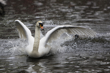 swanの写真素材