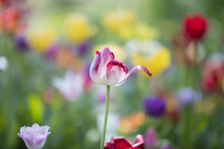 tulipの写真素材