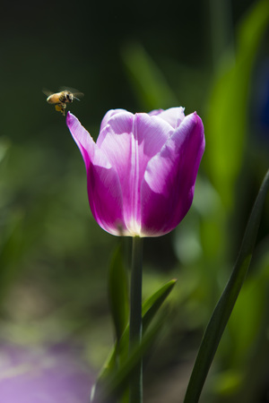 Tulips and beesの写真素材