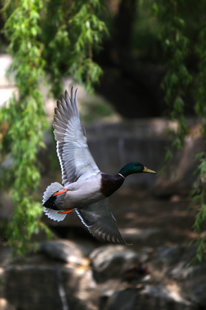 Mallardの写真素材