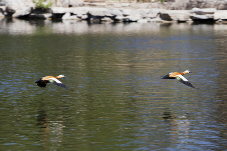 Ruddy Shelduckの写真素材