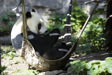 pandaの写真素材