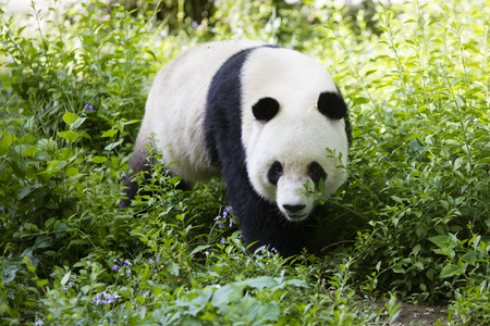 pandaの写真素材