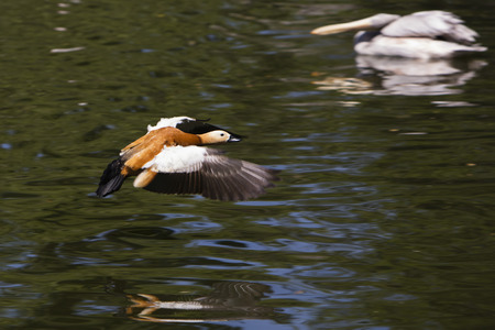 Ruddy Shelduckの写真素材