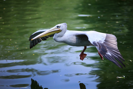 pelicanの写真素材
