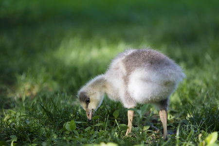 Bar headed gooseの写真素材