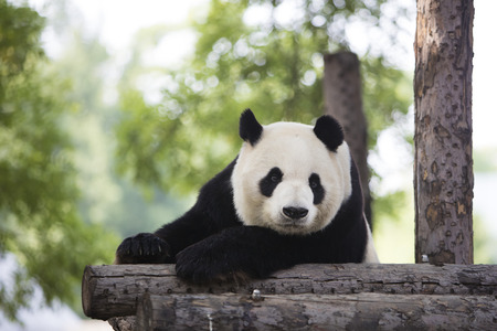 pandaの写真素材