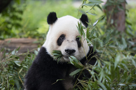 pandaの写真素材