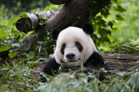 pandaの写真素材