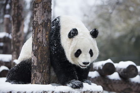 pandaの写真素材