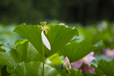 Lotusの写真素材