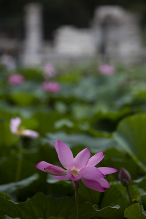 Lotusの写真素材