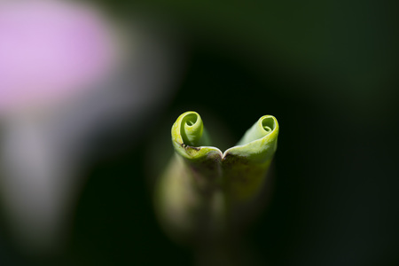 Lotusの写真素材