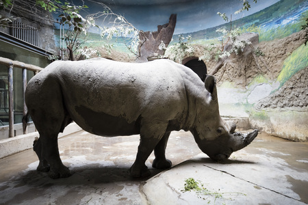 rhinocerosの写真素材